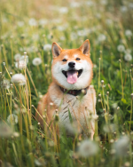 1775730708832.png